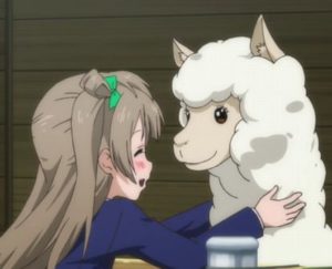 アルパカさん、暑さ対策の為に毛刈りされて無残な姿になる