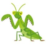 オッサンになるとカマキリとかバッタ触れなくなる謎の病気